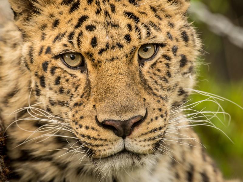 The face of an amur leopard is yellow-orange and covered in small dark spots.