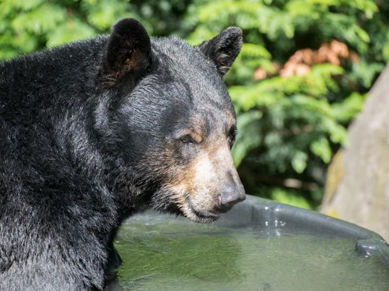 Rescued black bear Takoda enjoys a soak in the tub at the Oregon Zoo.