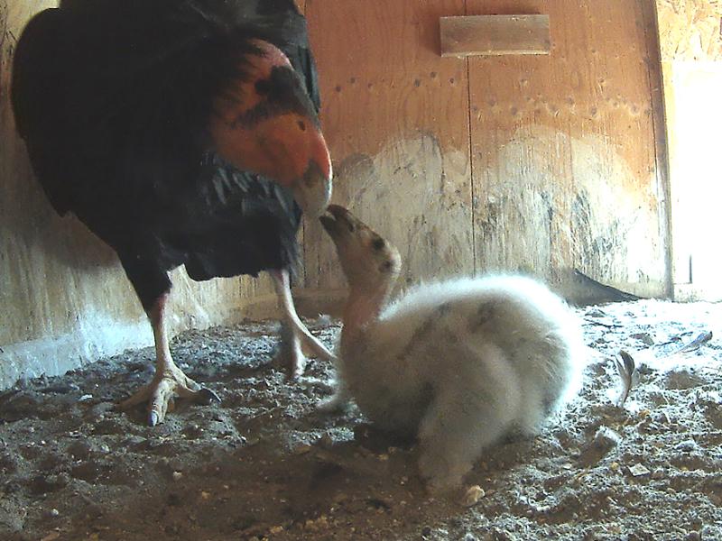 Condor parent and chick in a nesting area.