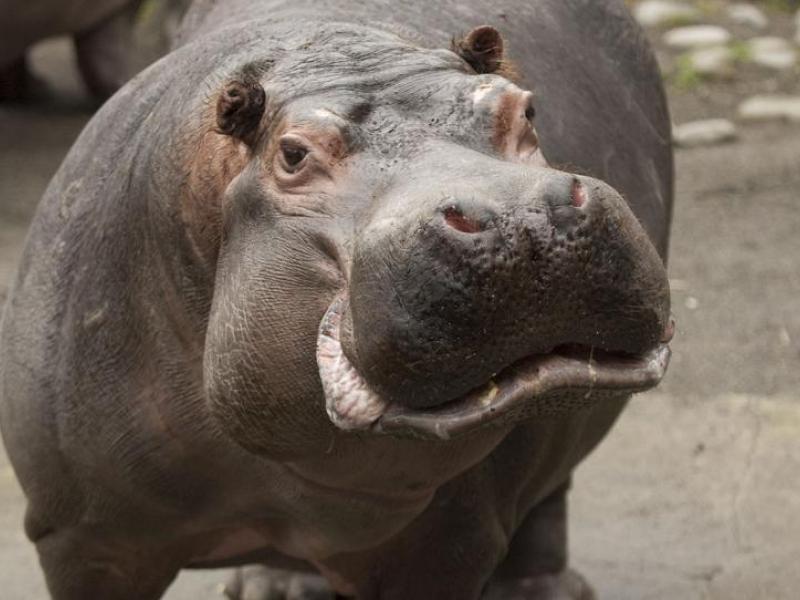 Hippo at the Oregon Zoo. 