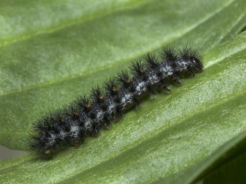 Black fuzzy larval caterpillar of the checkerspot butterfly on a green plant leaf.