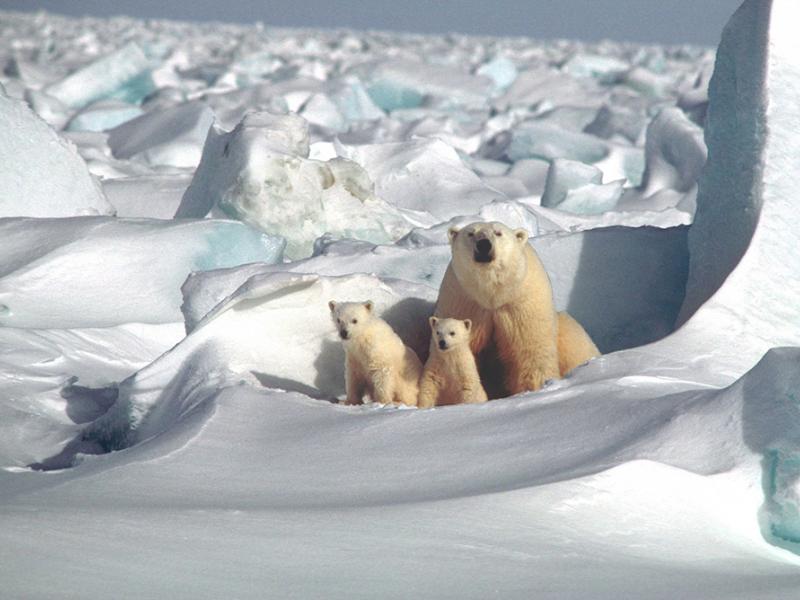 Polar bears in the Artic National Wildlife Refuge