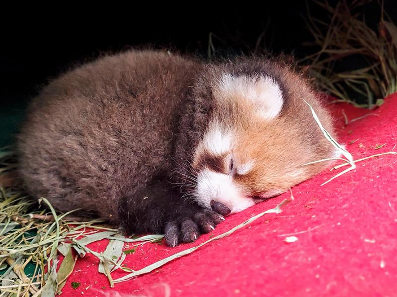 Napping red panda cub