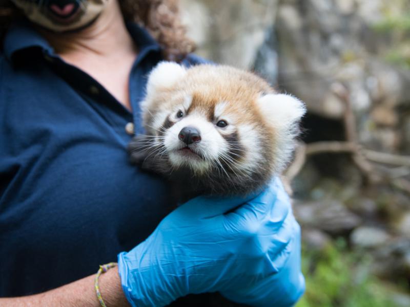 Red panda cub