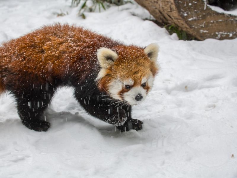 A red panda romps in the snow.