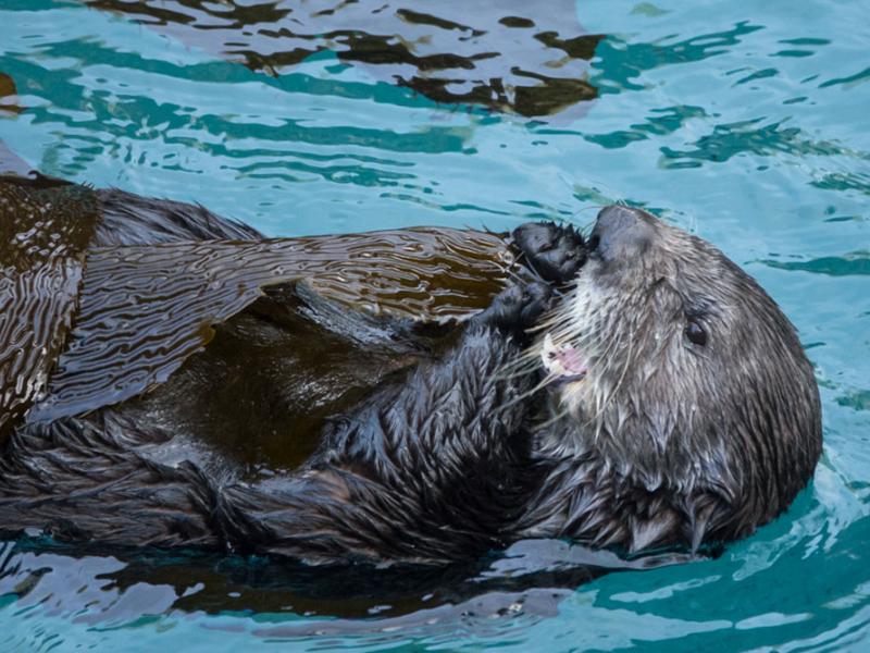 Sea otter Juno munching on a piece of kelp.