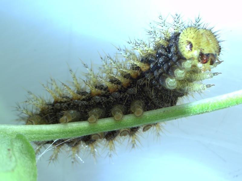 A silverspot butterfly larvae wakes up at the Oregon Zoo's conservation lab.