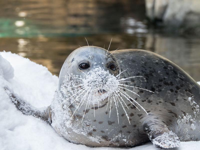 A harbor seal with fresh snow on its face and whiskers lays on snow at the Oregon Zoo.