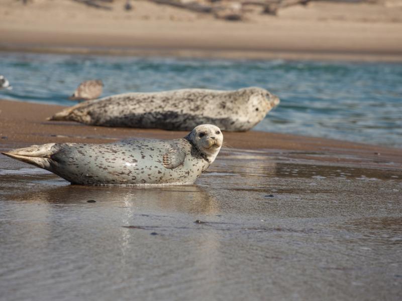 Harbor seals rest on the Oregon Coast near Lincoln City.