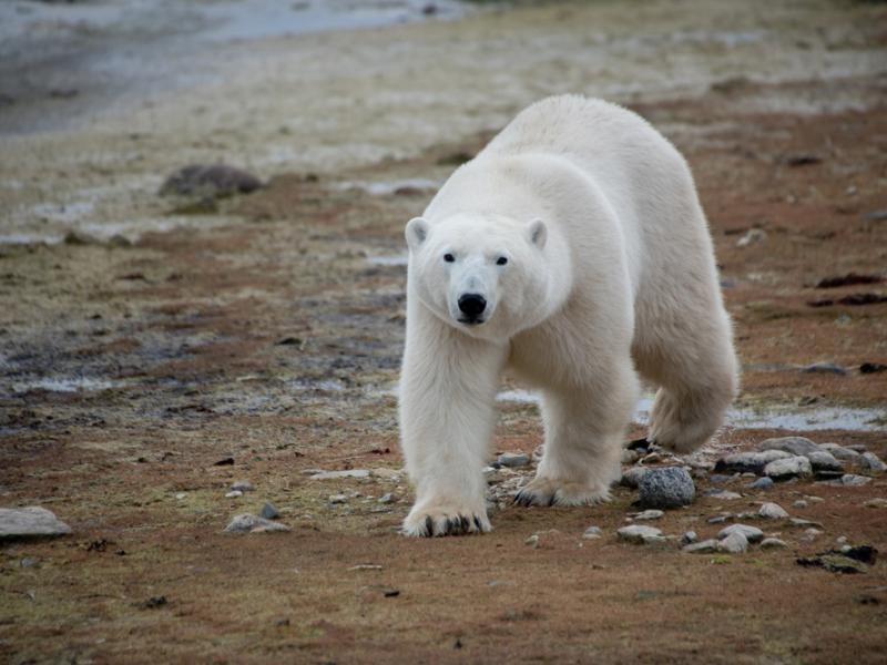 A polar bear travels across the tundra in Churchill, Manitoba.