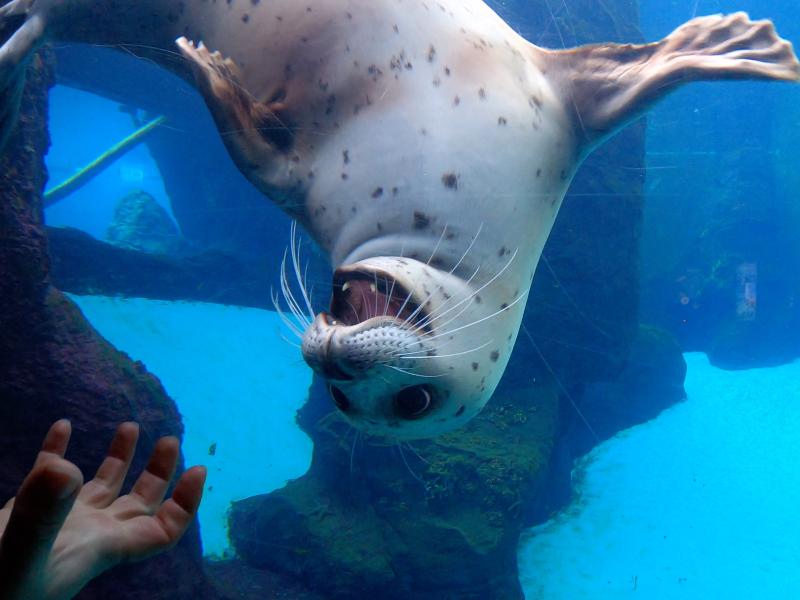 A harbor seal floats upside down during a training session