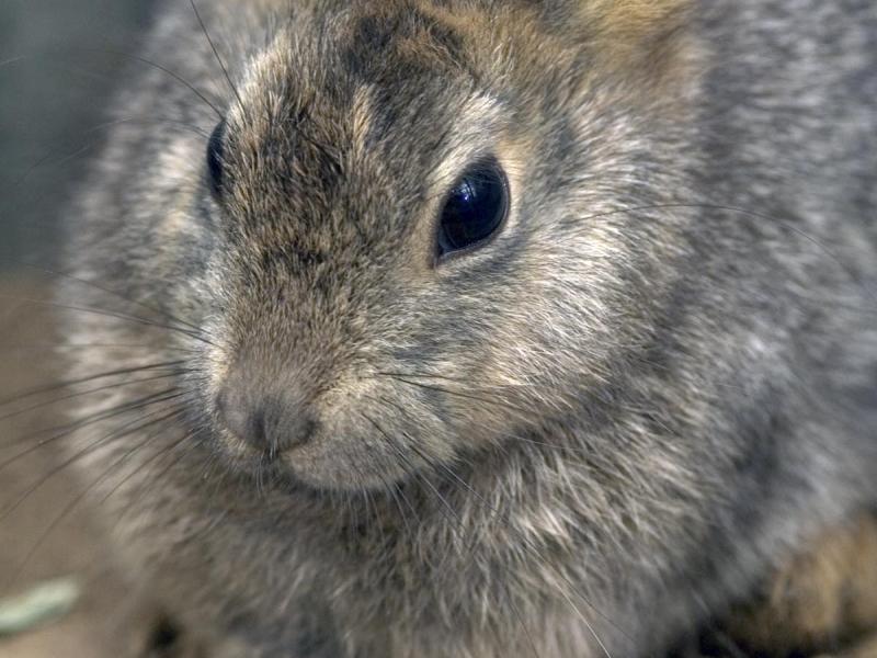 A pygmy rabbit named "Mossy" pauses in her enclosure at the Oregon Zoo's Pygmy Rabbit Breeding Facility.