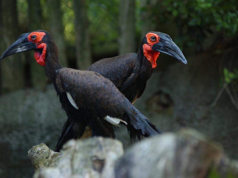 Two southern ground hornbills standing on a rock. 