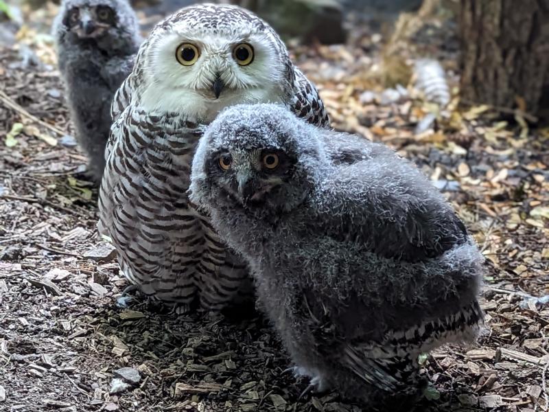 A snowy owl and two owlets in their outside habitat