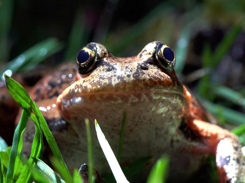 A red-legged frog in the grass