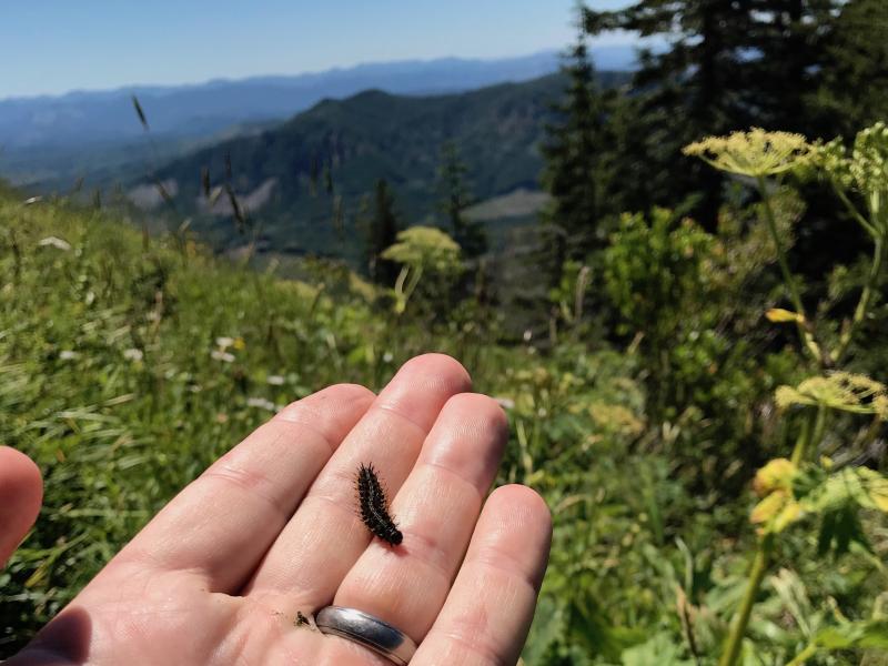 A hand holds a dark caterpillar, about the length of one knuckle. Wildflowers, trees and hills make up the landscape.