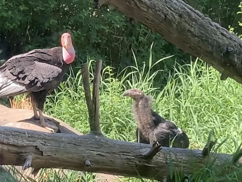 Two young condors standing outside on a log