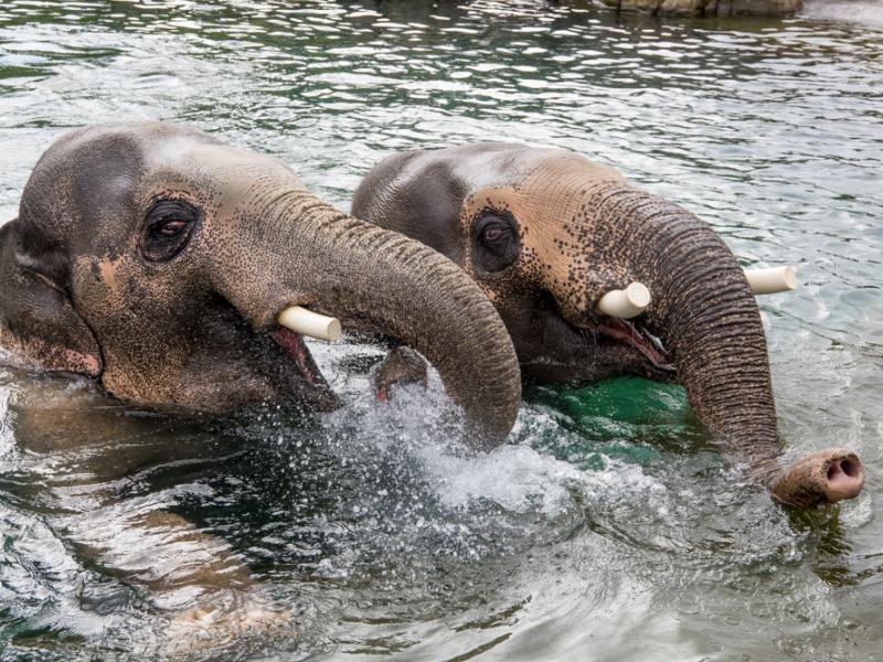Bull Asian elephants Samudra (left) and Samson in the pool at Elephant Lands.