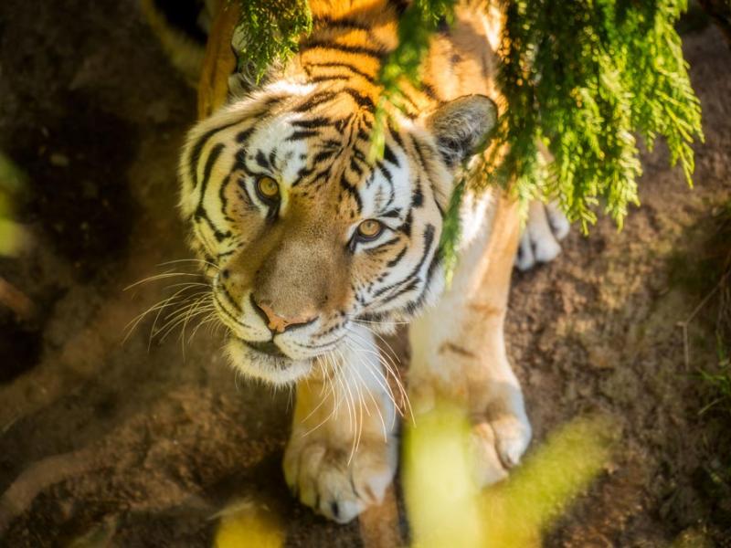 Amur tiger