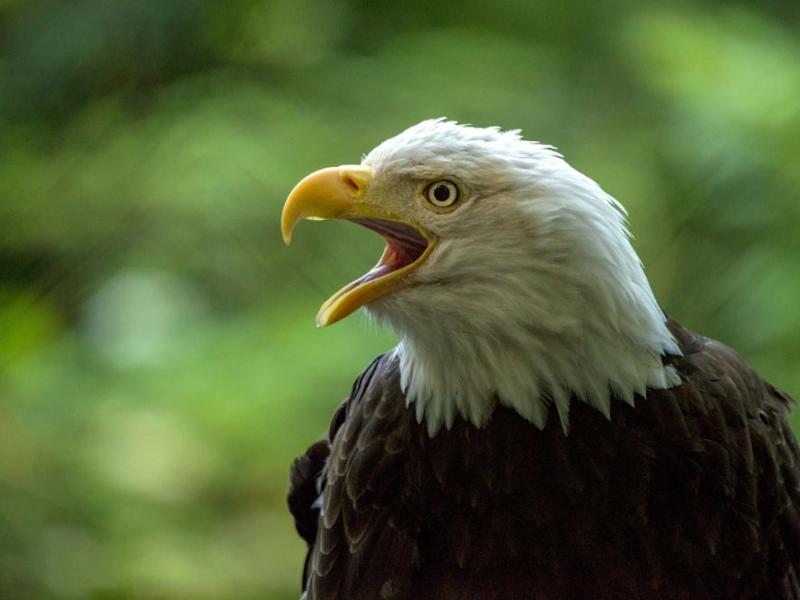 bald eagle head side view