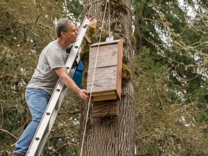 A bat house is installed on a tree by a man on a ladder. The bat house is made of wood and is tall but not very deep. The bottom is open and the top is slanted.