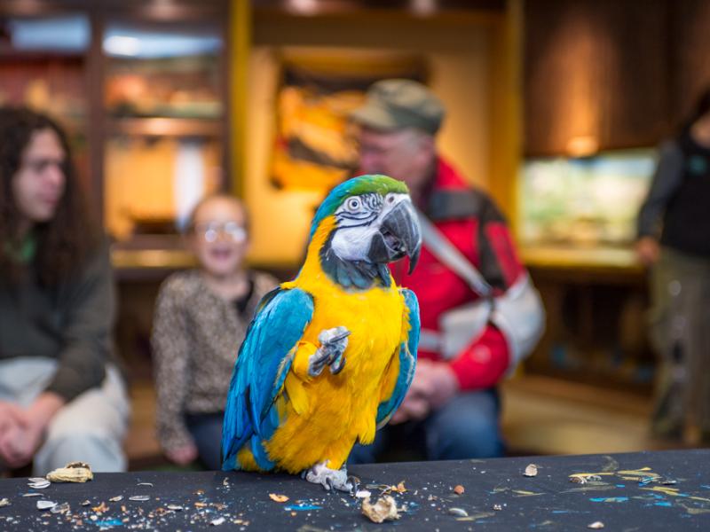 blue-gold macaw encounter