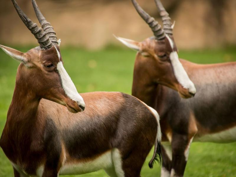 pair of bontebok