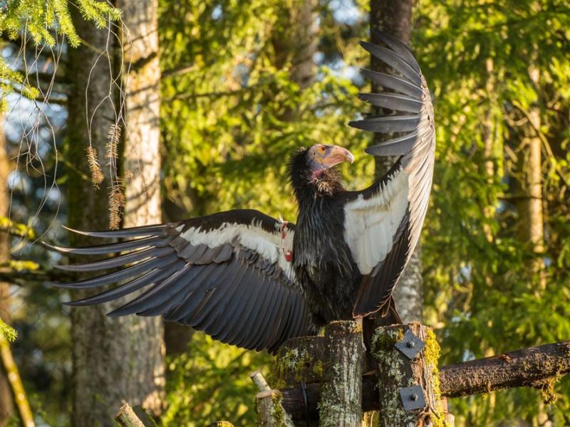 California condor in habitat with wings spread