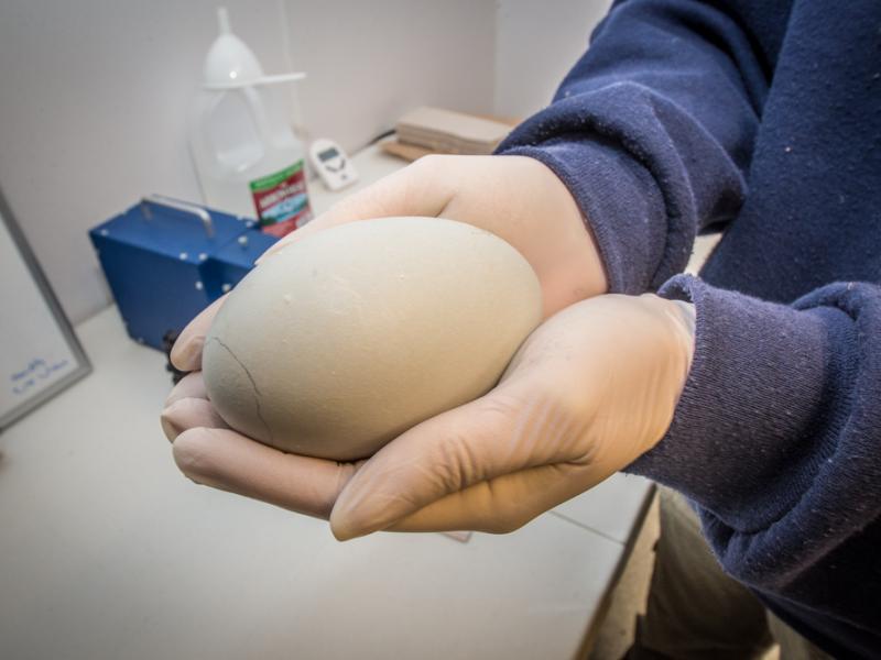 California condor egg