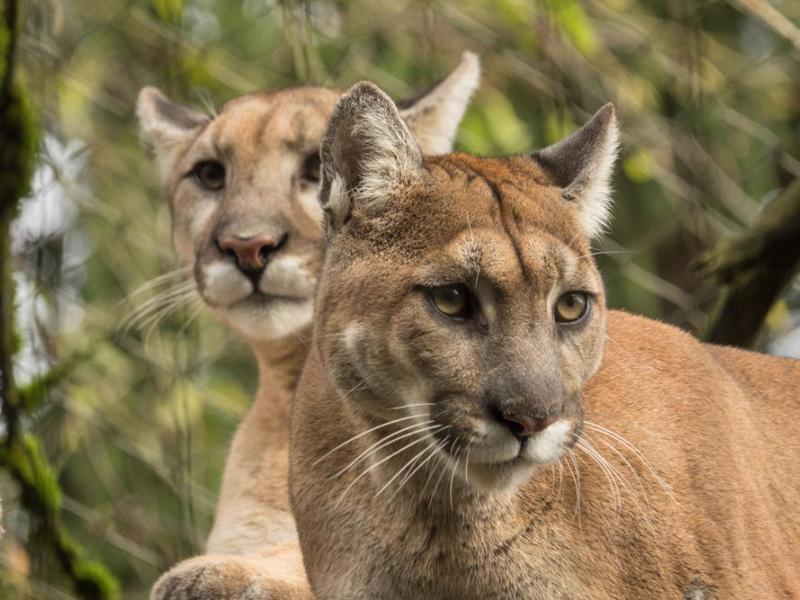 pair of cougars