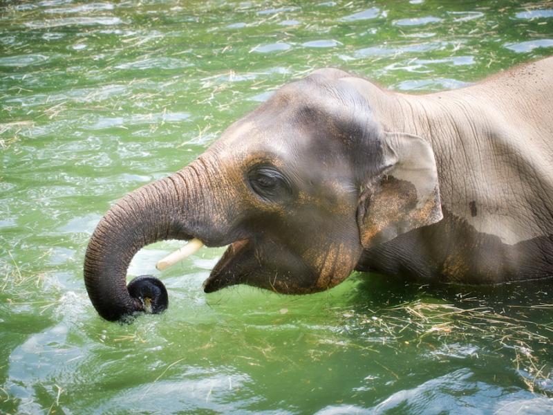 An elephant is chest-deep in water. The elephant has short tusks and pink markings on its face and ear. It curls its trunk around floating pieces of hay and opens its mouth.