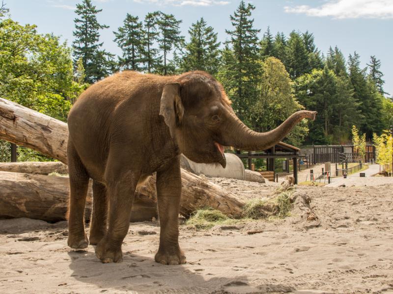 Borneo elephant Chendra