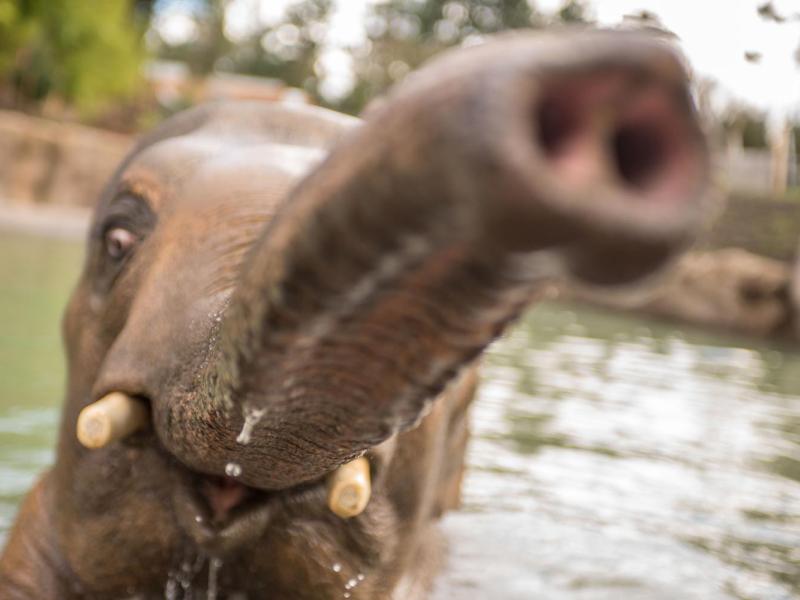 close-up elephant face in pool