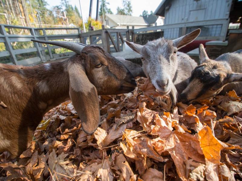 Three goats eat from a pile of large brown leaves. 