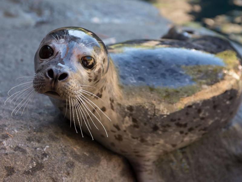 harbor seal on rock