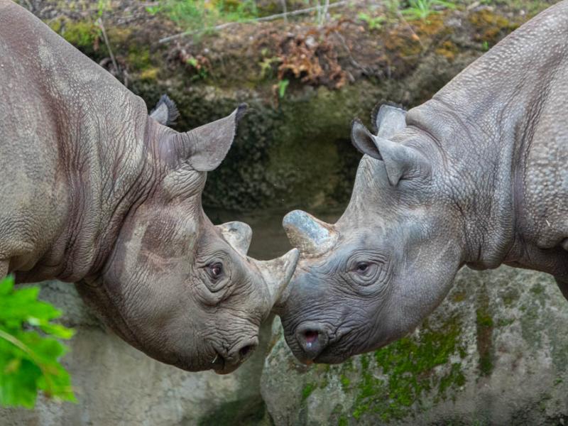 Black rhinoceroses Jozi and King nose to nose.