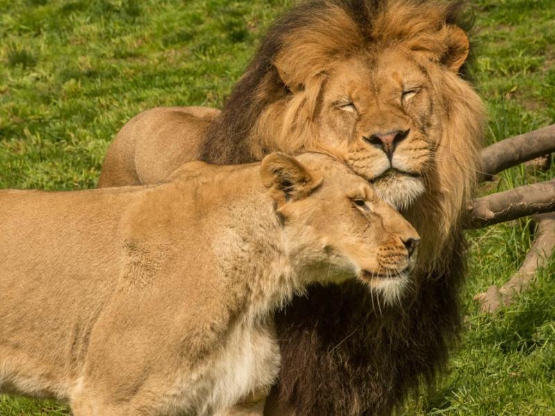 male and female lion socializing