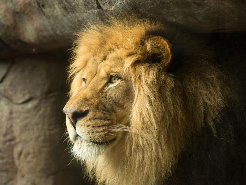 male lion Zawadi Mungu looking out from cave