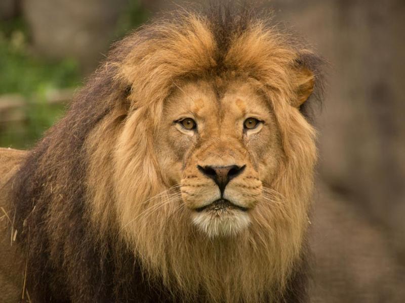 male lion Zawadi Mungu