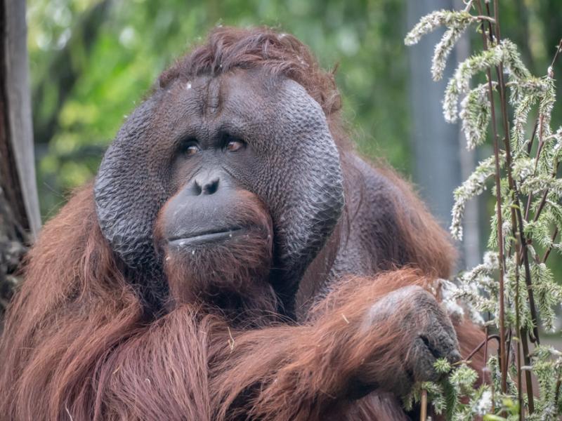 orangutan Bob