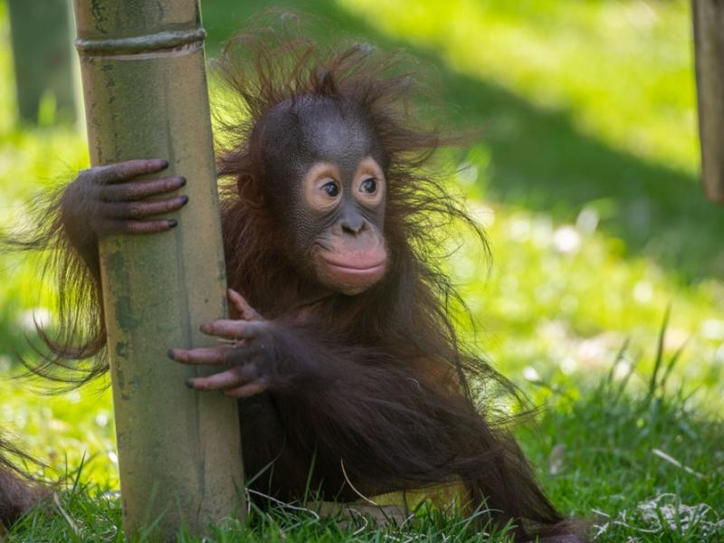 orangutan Jolene crouching with hands around bamboo