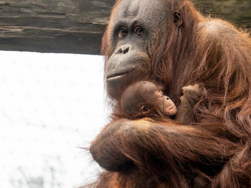 orangutan Kitra holding her newborn Jolene