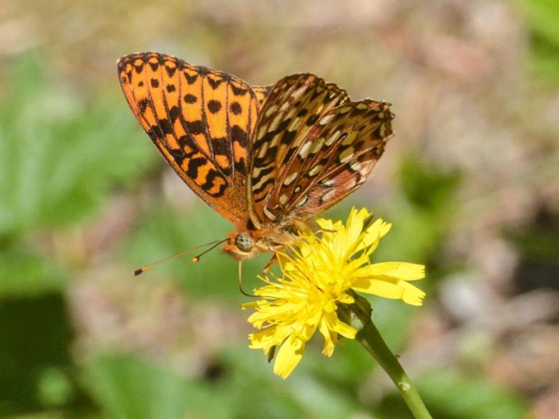 Oregon silverspot butterfly on dandelion