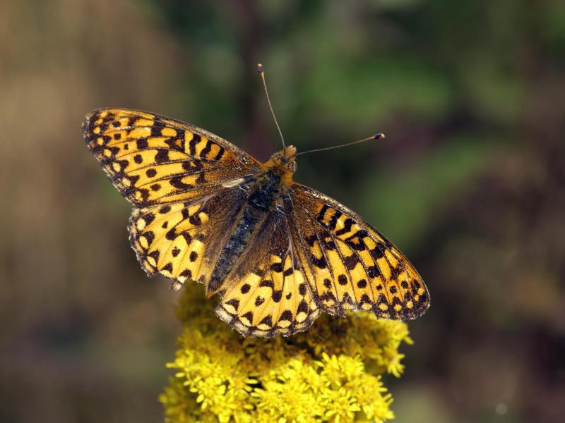 An Oregon Silver-Spot butterfly has landed on a yellow flower. Its wings and antennae are yellow-orange with black spots. 