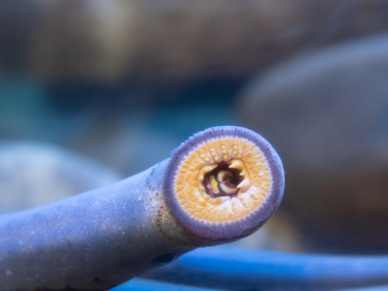 Pacific lamprey mouth suctioned to glass