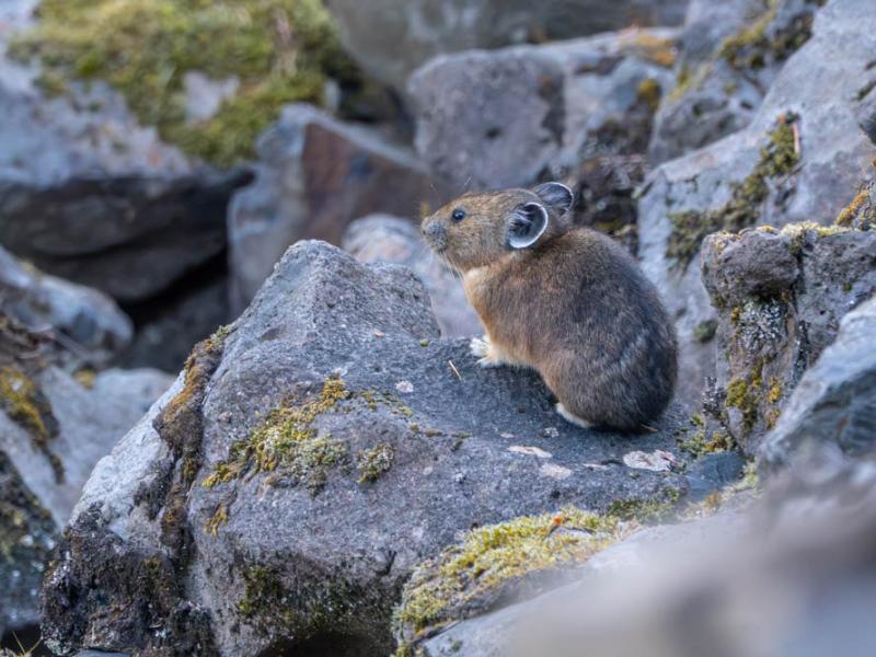 A pika rests on a rock.