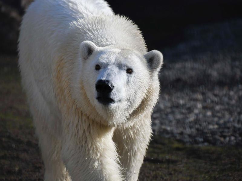 polar bear Nora walking