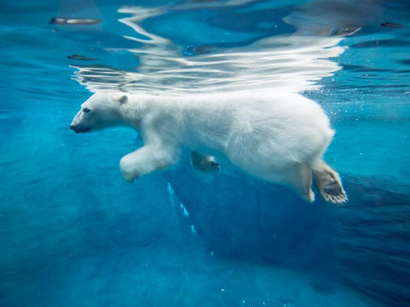 Polar bear Nora swimming in saltwater pool.