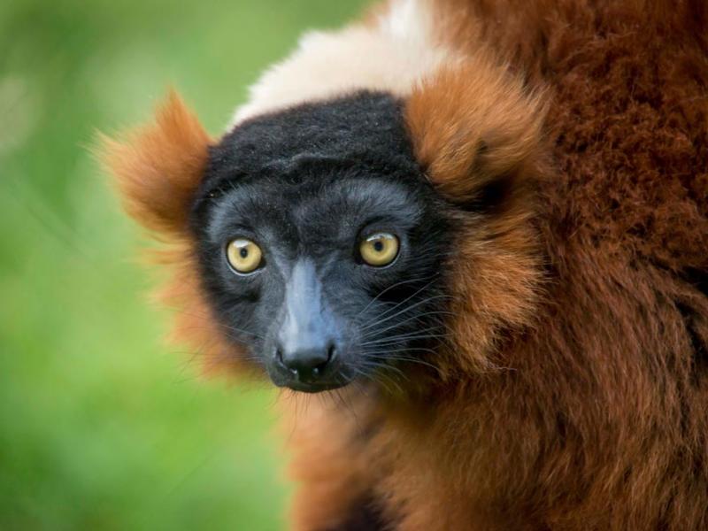 red-ruffed lemur face