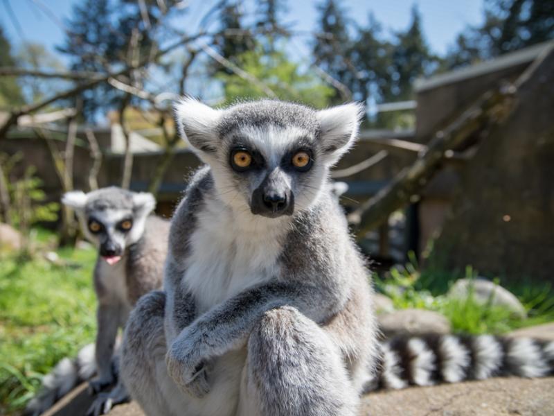 two ring-tailed lemurs